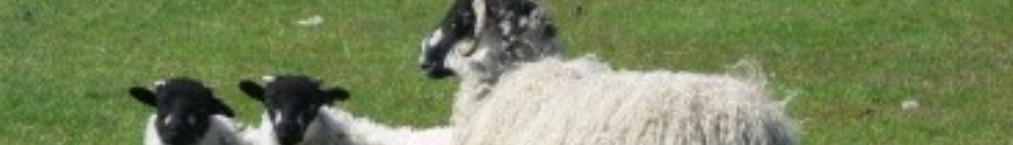Ewe and lambs